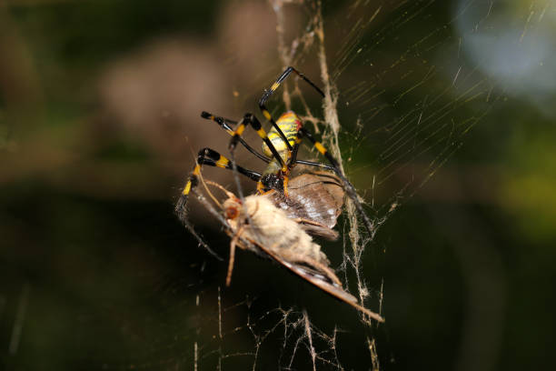 istock Golden orb spider (Trichonephila clavata, Jorogumo) capturing a moth for prey (Natural+flashlight, close-up macro photography) 2170901647
