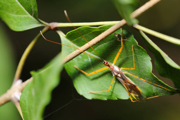 istock Colorful orange and brown assassin bug adult (Higenagasashigame, Serendiba staliana. Natural+flashlight, close-up macro photography) 2170901712
