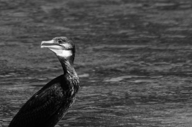A cormorant looks over there. A cormorant turned away.