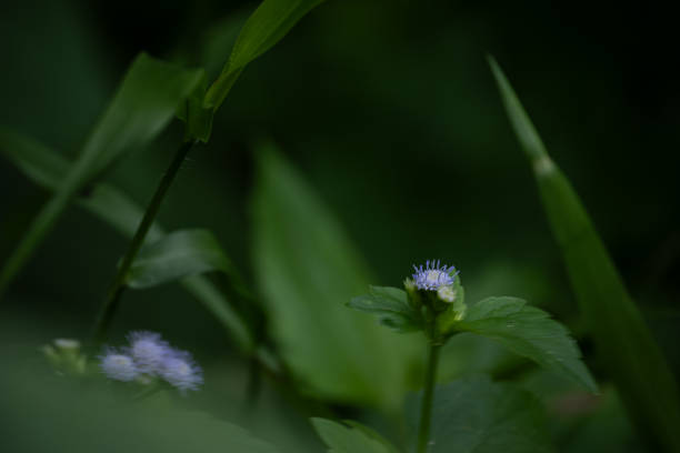 Grass and billygoat-weed or chick weed with purple flowers blooming in garden under natural morning light in rainy season, northern Thailand