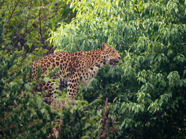 istock Close-up of North Chinese Leopard (Panthera pardus japonensis) sitting on a tree 2170904962
