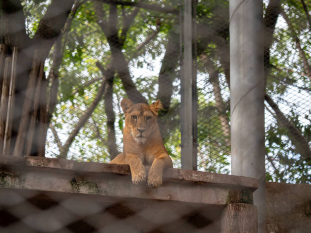 istock A female lion looking into the camera 2170904966