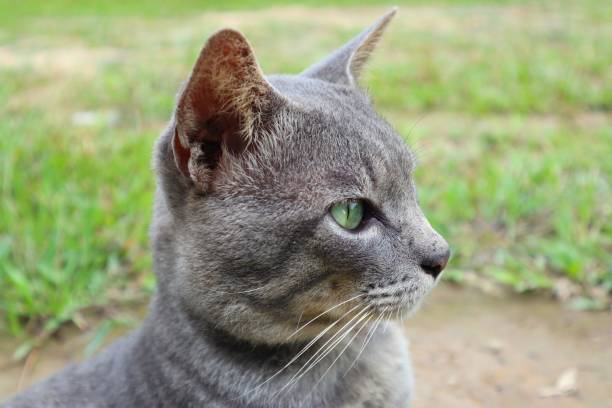 A gray cat gazes thoughtfully into the distance.