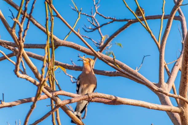 istock Eurasian Hoopoe, Upupa epops, on a dry tree branch. 2170906022