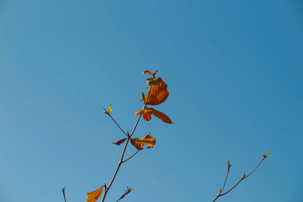 Branches with brown and orange leaves in fall against a backdrop of clear blue sky
