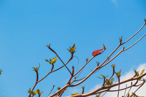 Branches with brown and orange leaves in fall against a backdrop of clear blue sky