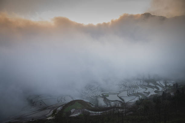 Rice fields and the dense for during the sunrise. Yuanyang rice terraces, Yunnan, China