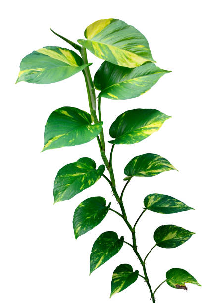 istock Green vines plant Devil's ivy (Epipremnum Aureum) foliage isolated on a white background 2170908716