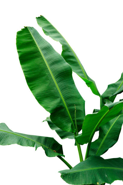 istock Fresh green banana foliage (Musa paradisiaca) isolated on a white background 2170908725