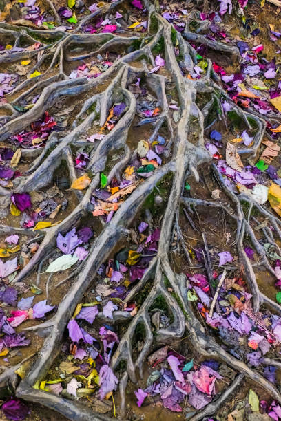 background of bamboo plant roots