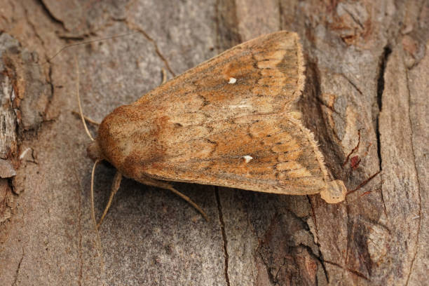 istock Closeup on a white-point owlet moth, Mythimna albipuncta on wood 2170910887