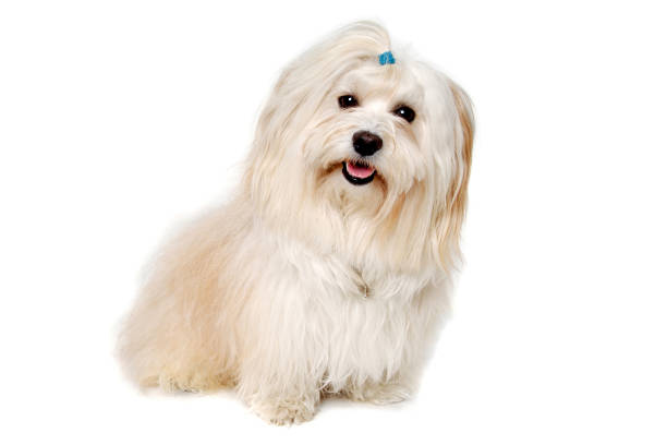 istock Happe Coton De Tulear dog sitting on a clean white background 2170912193
