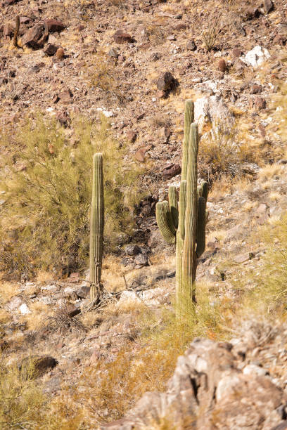 This is a photograph of the nature in the desert landscape of Organ Pipe Cactus National Monument in Arizona, USA on a spring day.