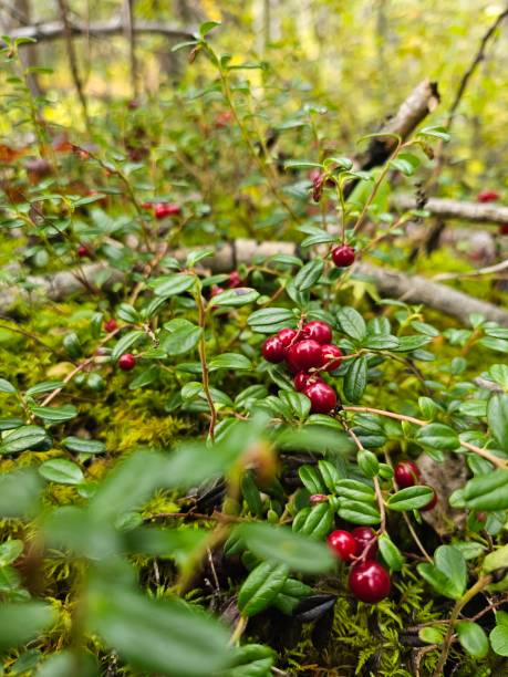 istock Cranberry Season 2170912575