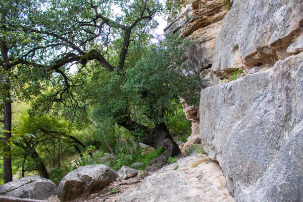 istock A large tree with sprawling branches stands next to a rocky cliff 2170914421