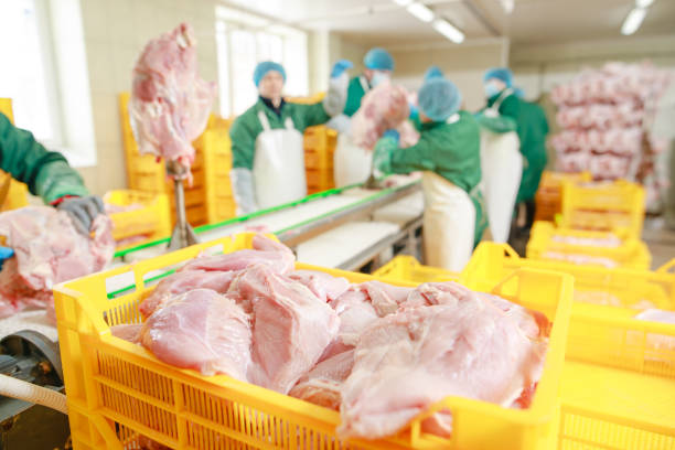 istock turkey production process, turkey poultry farm 2170915717