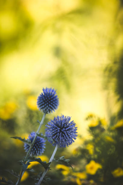 close-up of purple thistle in Spain from benidorm