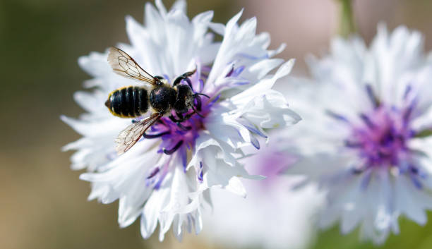 istock Bee on a blue flower in nature. Macro 2170916562
