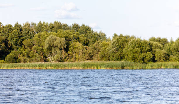 istock Green trees on the horizon on the lake shore 2170916726