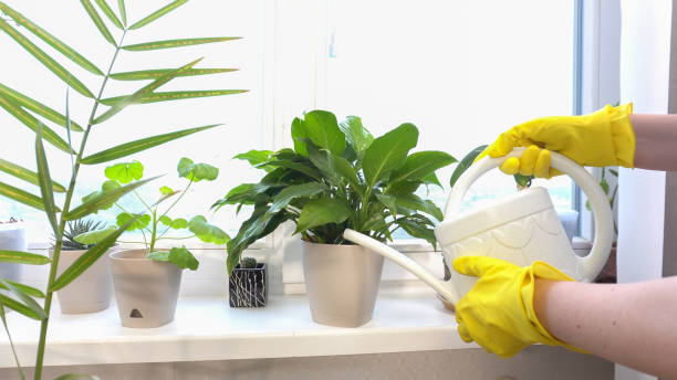 istock Watering plants on the windowsill. Housekeeping. 2170916905
