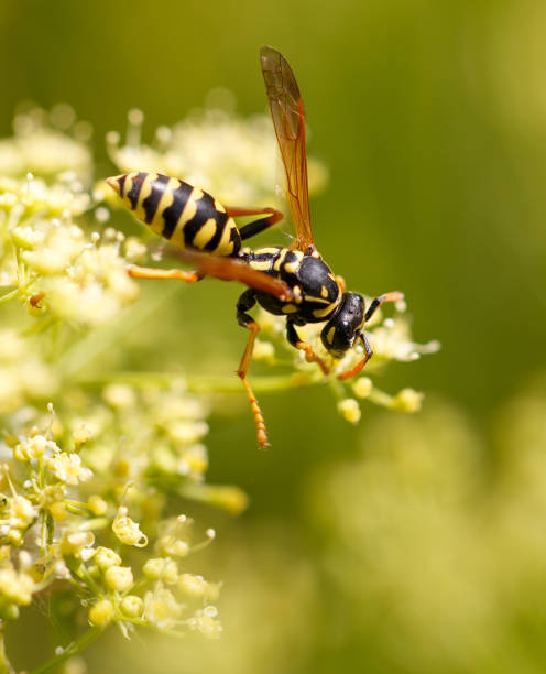 istock Wasp on a yellow flower. Macro 2170916999