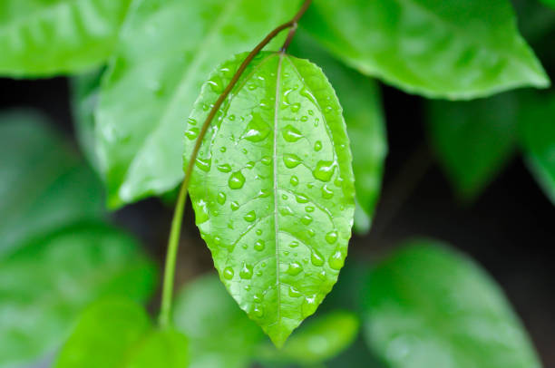 istock passion fruit plant, Passiflora edulis or Passionfruit or Maracuja leaf and rain drop 2170917325