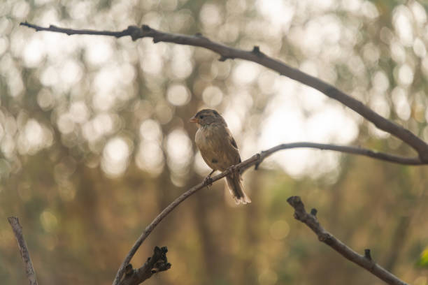 A solitary sparrow rests on a branch against a beautifully blurred background, capturing the essence of tranquility and simplicity in nature.