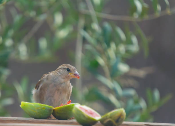 A sparrow pecks at fresh figs outdoors, surrounded by lush greenery. Capture of nature's beauty and wildlife enjoying its natural habitat.