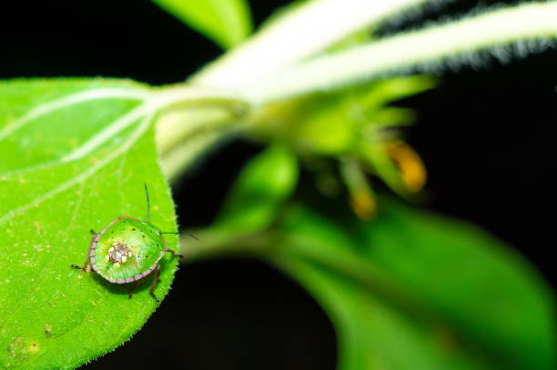 Macro photograph of a green stink bug resting on a vibrant leaf, showcasing nature's intricate details and vibrant colors. Ideal for themes of entomology and environmental beauty.