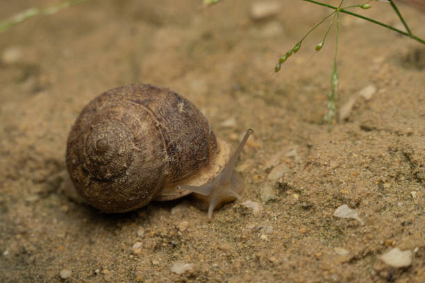 istock Close-Up of Snail on Sandy Ground with Greenery 2170917498