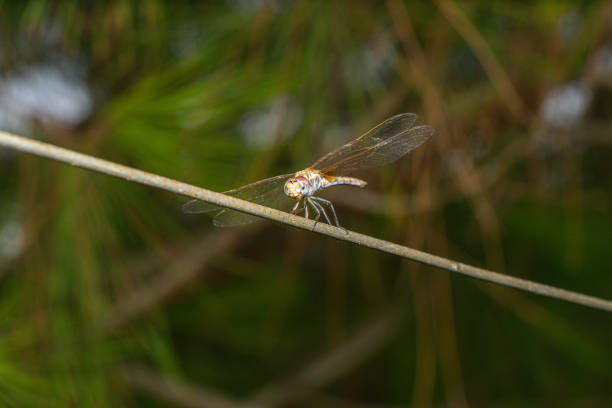 A detailed close-up photograph of a dragonfly resting on a slender branch, set against a lush green background, capturing the essence of tranquility and natural beauty.