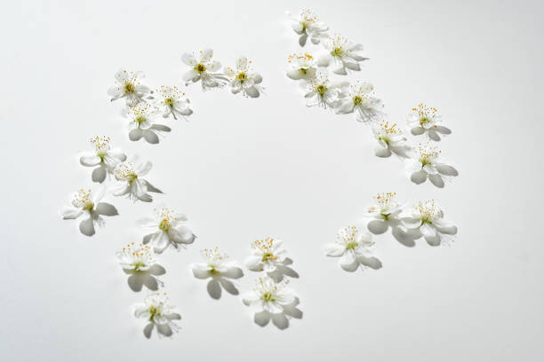 Delicate White Flowers Arranged Artistically on Light Background During Soft Afternoon Light top view
