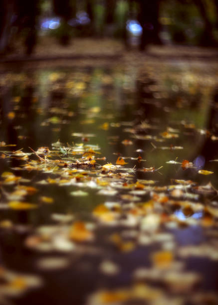 Fallen autumn leaves on a road wet from rain