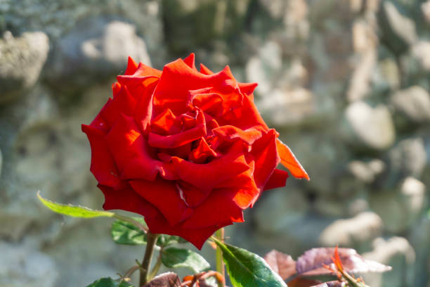 Red rose with stem and leaves illuminated by sunlight. Blurred stone wall in the background
