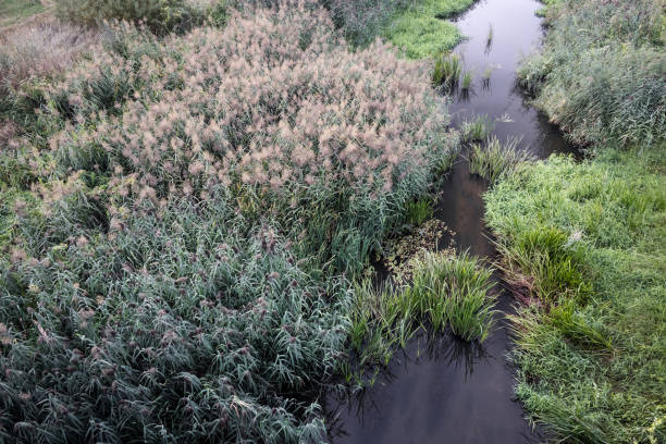 Riverside landscape, swamp and reed bed. Water retention.