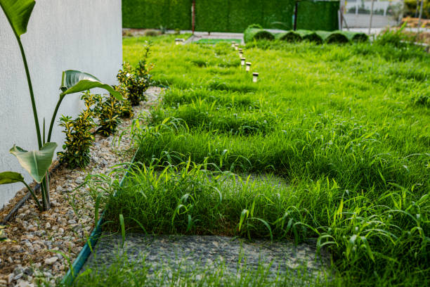 Garden exterior with overgrown grass