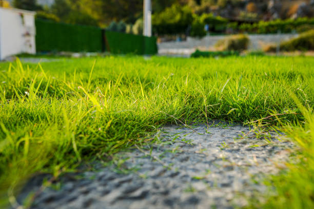 Fressh grass beside country road.A rural part of Bangladesh.