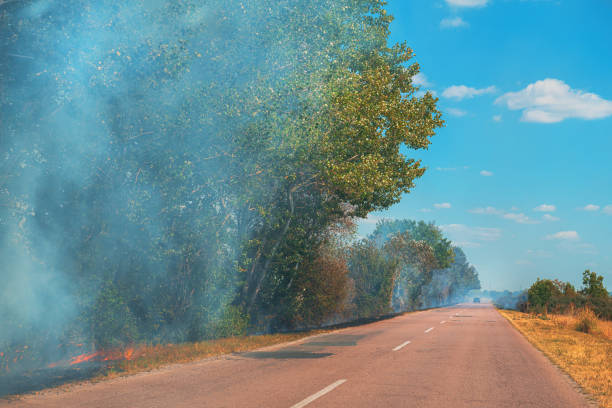 Summer wildfire in the woods along the rural highway, selective focus