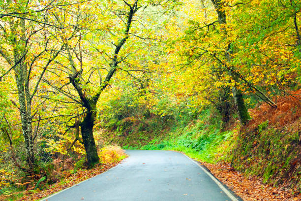 Beautiful country  road in autumn time . Ribeira Sacra, Galicia, Spain. Camino de Santiago.
