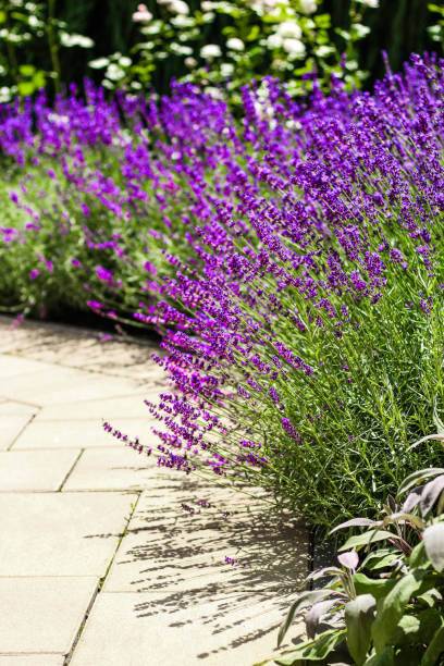 istock Purple lavender bushes close up 2170921257