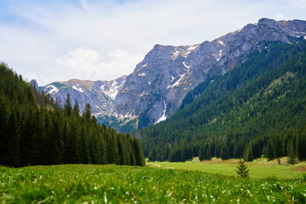 Mountain landscape with green meadow, surrounded by pine forests and snow-capped peaks under clear sky. Tatra mountains in Zakopane, Poland. Giewont summit