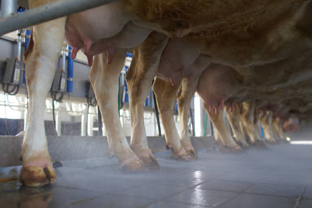Milking equipment attached to a dairy cow - Buenos Aires - Argentina