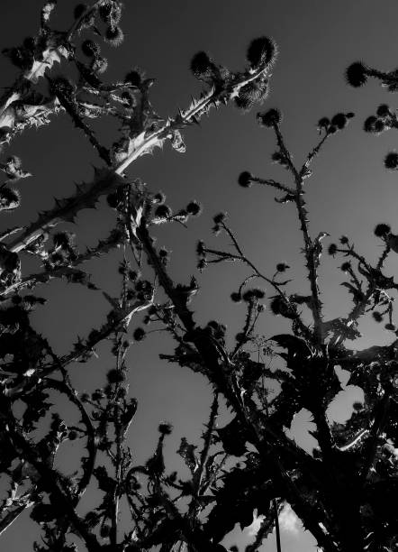 istock Silhouette Of Withered Thistle Heads Monochrome Image 2170924506