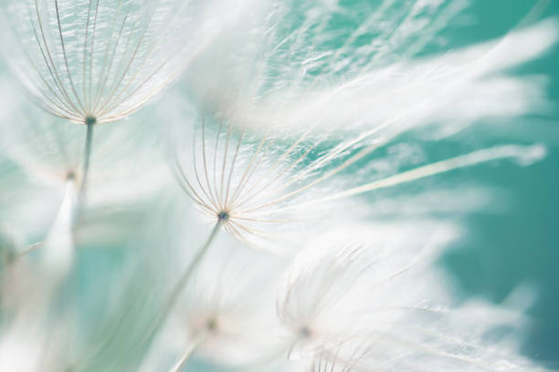 istock White dandelion in a forest at sunset. Abstract summer nature background 2170925497
