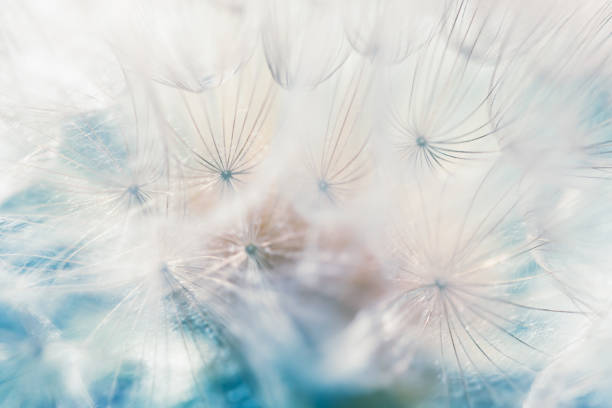 istock White dandelion in a forest close up. Abstract summer nature background. 2170925498