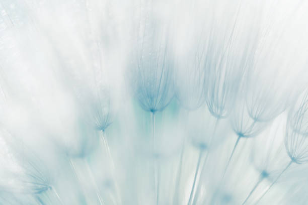 White dandelion in a forest at sunset. Macro image, shallow depth of field. Abstract summer nature background