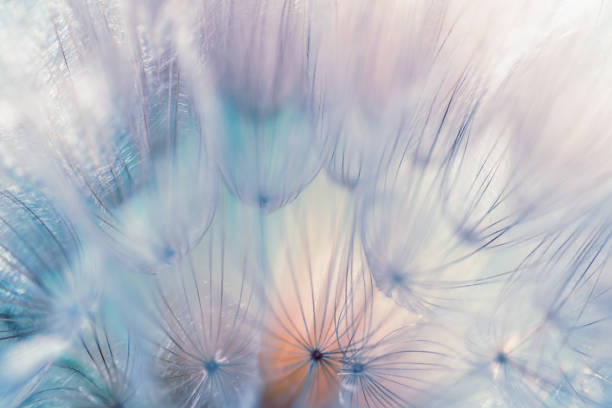 istock White dandelion in a forest at sunset. Abstract summer nature background. 2170925502