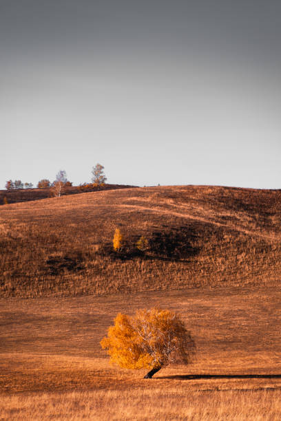 Autumn tree with yellow leaves in the mountains at sunset. Beautiful autumn landscape.