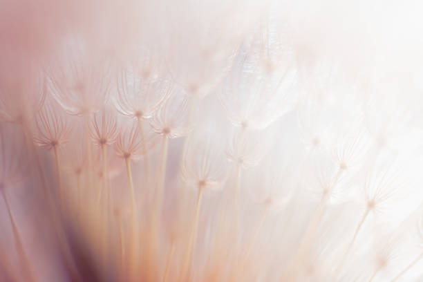 istock White dandelion in a forest at sunset. Abstract summer nature background. 2170925510