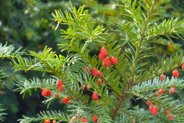 istock Multiple red berries in the leafage of common yew in mid October 2170926390